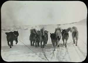 Image of Dogs in Front of Sledge